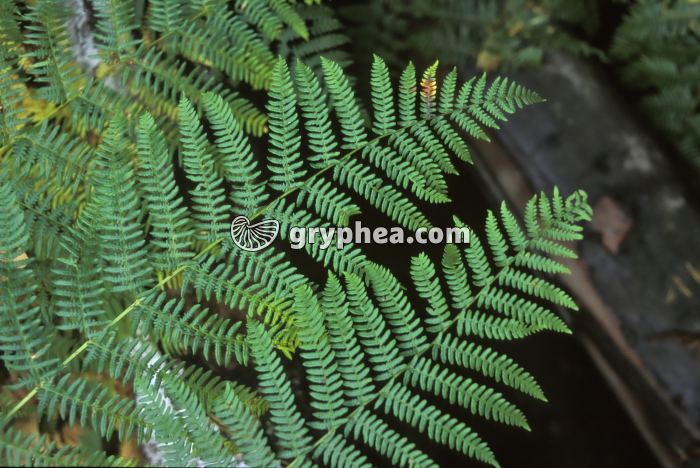 Pteridium aquilinum - gryphea.org